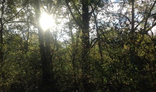 Photo of SOLD!!  31 Acres of Riverfront Hunting Land For Sale in Halifax County VA!