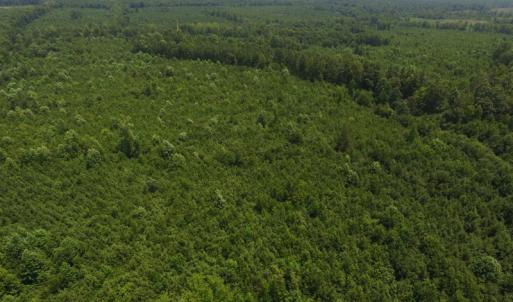 Photo of UNDER CONTRACT!  25.04 Acres of Hunting Land For Sale in Warren County NC!