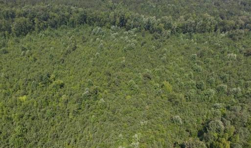 Photo of UNDER CONTRACT!  25.04 Acres of Hunting Land For Sale in Warren County NC!