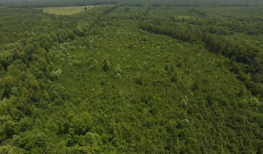 Photo of UNDER CONTRACT!  25.04 Acres of Hunting Land For Sale in Warren County NC!