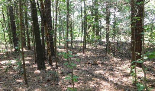 Photo of UNDER CONTRACT!  25.04 Acres of Hunting Land For Sale in Warren County NC!