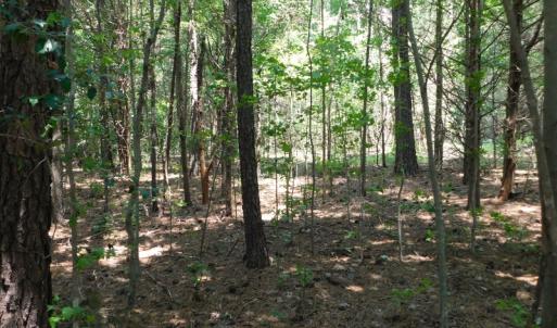 Photo of UNDER CONTRACT!  25.04 Acres of Hunting Land For Sale in Warren County NC!