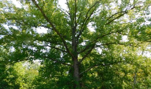 Photo of UNDER CONTRACT!  25.04 Acres of Hunting Land For Sale in Warren County NC!