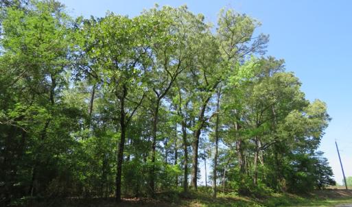 Photo of UNDER CONTRACT!  91 Acres of Farm and Timber Land For Sale in Robeson County NC!