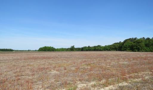 Photo of UNDER CONTRACT!  91 Acres of Farm and Timber Land For Sale in Robeson County NC!