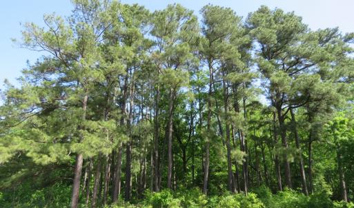 Photo of UNDER CONTRACT!  91 Acres of Farm and Timber Land For Sale in Robeson County NC!