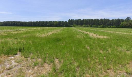 Photo of UNDER CONTRACT!  33 Acres of Hunting and Timber Land For Sale in Wilson County NC!