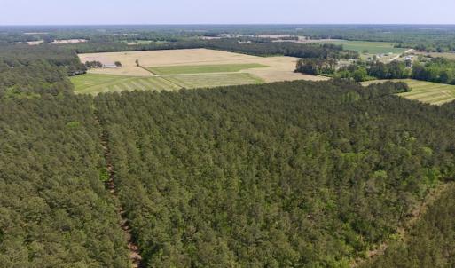 Photo of UNDER CONTRACT!  33 Acres of Hunting and Timber Land For Sale in Wilson County NC!