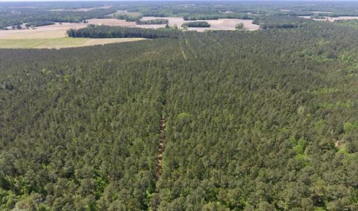 Photo of UNDER CONTRACT!  33 Acres of Hunting and Timber Land For Sale in Wilson County NC!