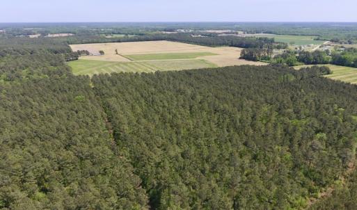 Photo of UNDER CONTRACT!  33 Acres of Hunting and Timber Land For Sale in Wilson County NC!
