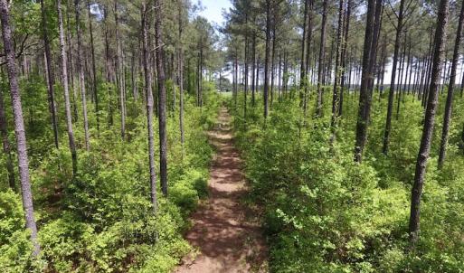 Photo of UNDER CONTRACT!  33 Acres of Hunting and Timber Land For Sale in Wilson County NC!
