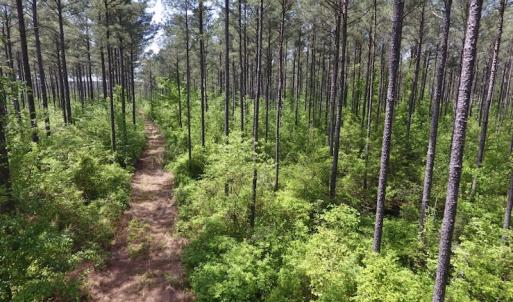 Photo of UNDER CONTRACT!  33 Acres of Hunting and Timber Land For Sale in Wilson County NC!