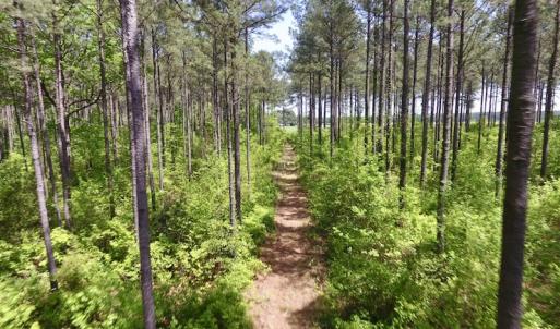 Photo of UNDER CONTRACT!  33 Acres of Hunting and Timber Land For Sale in Wilson County NC!