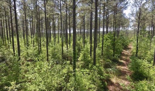 Photo of UNDER CONTRACT!  33 Acres of Hunting and Timber Land For Sale in Wilson County NC!