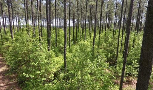 Photo of UNDER CONTRACT!  33 Acres of Hunting and Timber Land For Sale in Wilson County NC!