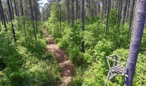 Photo of UNDER CONTRACT!  33 Acres of Hunting and Timber Land For Sale in Wilson County NC!