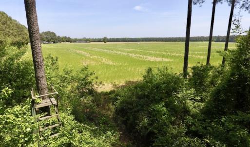Photo of UNDER CONTRACT!  33 Acres of Hunting and Timber Land For Sale in Wilson County NC!