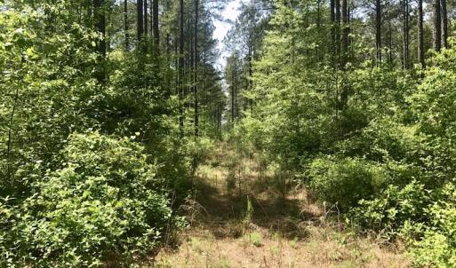 Photo of UNDER CONTRACT!  33 Acres of Hunting and Timber Land For Sale in Wilson County NC!