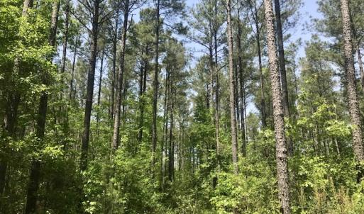 Photo of UNDER CONTRACT!  33 Acres of Hunting and Timber Land For Sale in Wilson County NC!