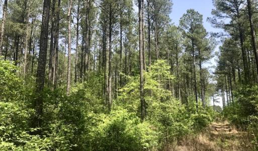 Photo of UNDER CONTRACT!  33 Acres of Hunting and Timber Land For Sale in Wilson County NC!