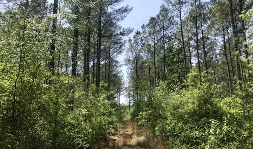 Photo of UNDER CONTRACT!  33 Acres of Hunting and Timber Land For Sale in Wilson County NC!