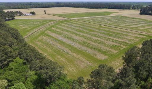 Photo of UNDER CONTRACT!  33 Acres of Hunting and Timber Land For Sale in Wilson County NC!