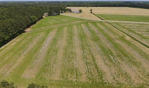 Photo of UNDER CONTRACT!  33 Acres of Hunting and Timber Land For Sale in Wilson County NC!