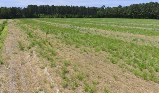 Photo of UNDER CONTRACT!  33 Acres of Hunting and Timber Land For Sale in Wilson County NC!
