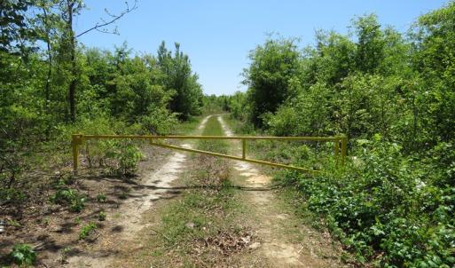 Photo of UNDER CONTRACT!  67.61 Acres of Hunting and Residential Land for Sale in Scotland County NC!