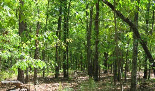 Photo of UNDER CONTRACT!  67.61 Acres of Hunting and Residential Land for Sale in Scotland County NC!