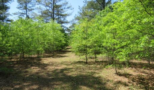 Photo of UNDER CONTRACT!  67.61 Acres of Hunting and Residential Land for Sale in Scotland County NC!
