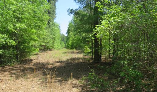 Photo of UNDER CONTRACT!  67.61 Acres of Hunting and Residential Land for Sale in Scotland County NC!