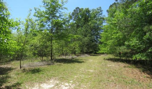 Photo of UNDER CONTRACT!  67.61 Acres of Hunting and Residential Land for Sale in Scotland County NC!