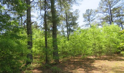 Photo of UNDER CONTRACT!  67.61 Acres of Hunting and Residential Land for Sale in Scotland County NC!