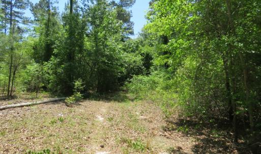 Photo of UNDER CONTRACT!  67.61 Acres of Hunting and Residential Land for Sale in Scotland County NC!