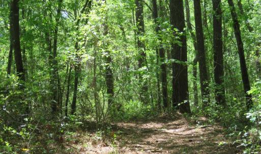 Photo of UNDER CONTRACT!  67.61 Acres of Hunting and Residential Land for Sale in Scotland County NC!