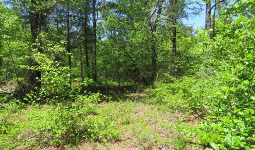 Photo of UNDER CONTRACT!  67.61 Acres of Hunting and Residential Land for Sale in Scotland County NC!