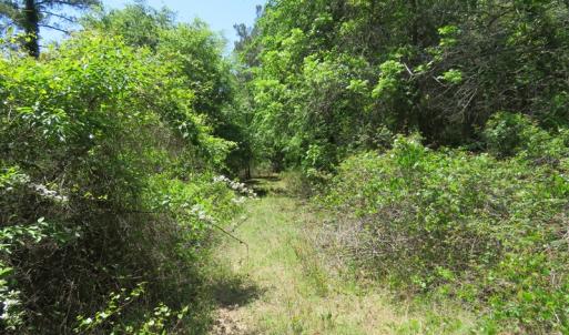 Photo of UNDER CONTRACT!  67.61 Acres of Hunting and Residential Land for Sale in Scotland County NC!