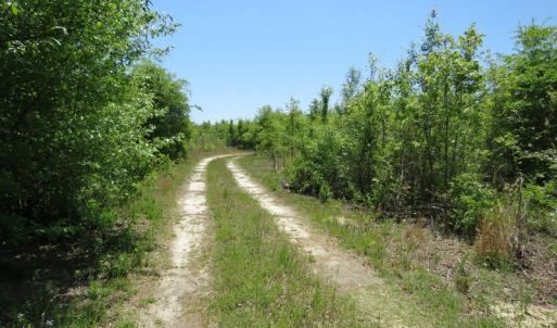 Photo of UNDER CONTRACT!  67.61 Acres of Hunting and Residential Land for Sale in Scotland County NC!