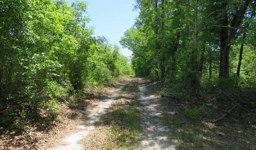Photo of UNDER CONTRACT!  67.61 Acres of Hunting and Residential Land for Sale in Scotland County NC!