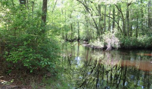 Photo of UNDER CONTRACT!  67.61 Acres of Hunting and Residential Land for Sale in Scotland County NC!