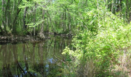 Photo of UNDER CONTRACT!  67.61 Acres of Hunting and Residential Land for Sale in Scotland County NC!