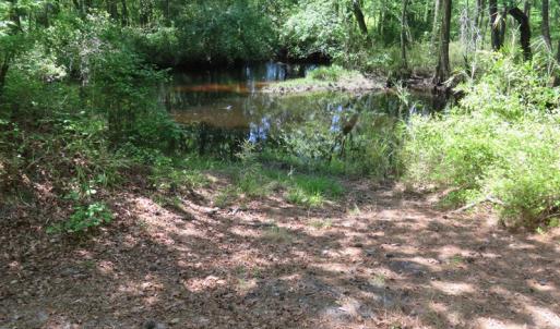 Photo of UNDER CONTRACT!  67.61 Acres of Hunting and Residential Land for Sale in Scotland County NC!