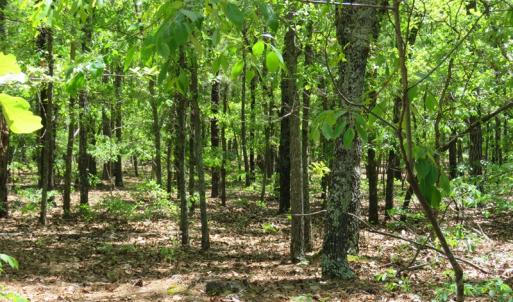 Photo of UNDER CONTRACT!  67.61 Acres of Hunting and Residential Land for Sale in Scotland County NC!