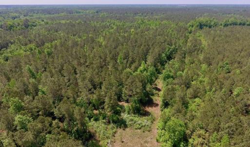 Photo of UNDER CONTRACT!  26.7 Acres of Hunting and Timber Land For Sale in Jones County NC!