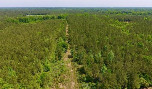 Photo of UNDER CONTRACT!  26.7 Acres of Hunting and Timber Land For Sale in Jones County NC!