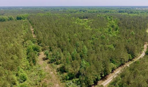 Photo of UNDER CONTRACT!  26.7 Acres of Hunting and Timber Land For Sale in Jones County NC!