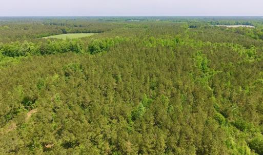Photo of UNDER CONTRACT!  26.7 Acres of Hunting and Timber Land For Sale in Jones County NC!