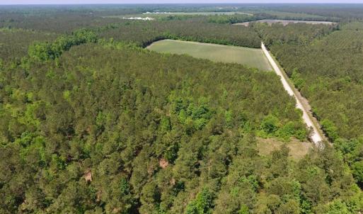 Photo of UNDER CONTRACT!  26.7 Acres of Hunting and Timber Land For Sale in Jones County NC!