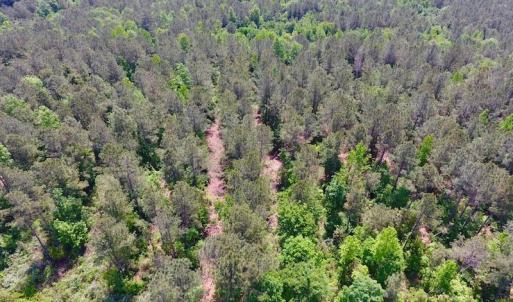 Photo of UNDER CONTRACT!  26.7 Acres of Hunting and Timber Land For Sale in Jones County NC!